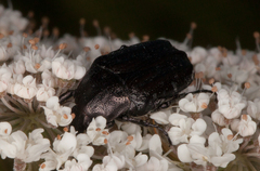 Oxythyrea funesta