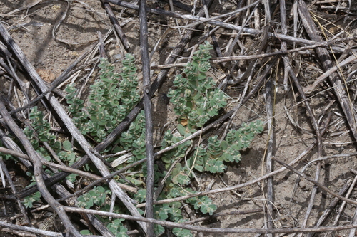 Image of Euphorbia laredana by (c) Reid Hardin, some rights reserved (CC BY)
