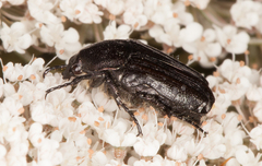 Oxythyrea funesta