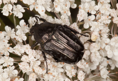 Oxythyrea funesta