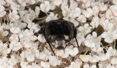 Oxythyrea funesta