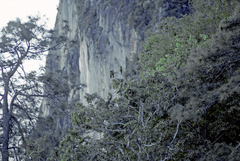 Rhynchopsitta terrisi