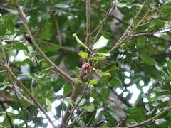 Planchonella costata
