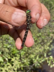 Somatochlora hudsonica