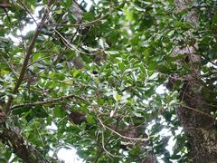 Planchonella costata