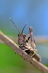 Traulia orientalis