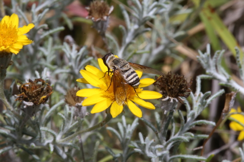 Image of Thymophylla tephroleuca by (c) Reid Hardin, some rights reserved (CC BY)