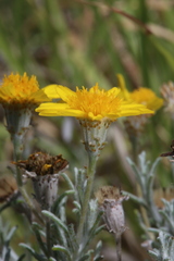 Thymophylla tephroleuca