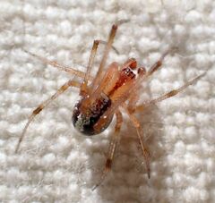 Theridion neomexicanum