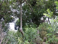 Planchonella costata