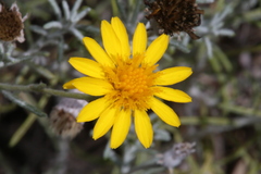 Thymophylla tephroleuca