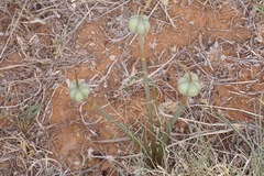 Zephyranthes longifolia