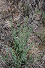 Erythrostemon caudatus