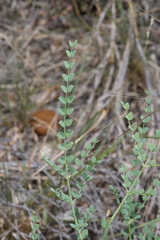 Erythrostemon caudatus