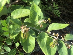 Dalbergia ecastaphyllum