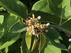 Dalbergia ecastaphyllum