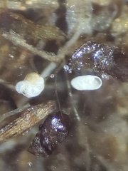 Cribroelphidium clavatum