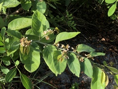 Dalbergia ecastaphyllum