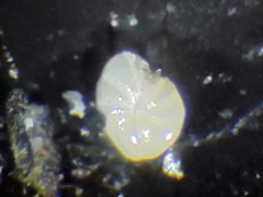 Cribroelphidium clavatum