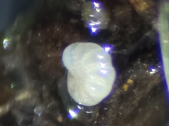 Cribroelphidium clavatum