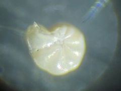 Cribroelphidium clavatum