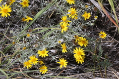 Thymophylla tephroleuca