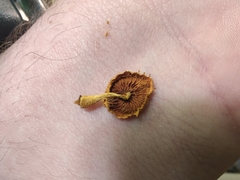 Pholiota subsulphurea