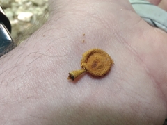 Pholiota subsulphurea