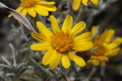 Thymophylla tephroleuca