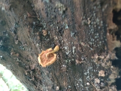 Pholiota subsulphurea