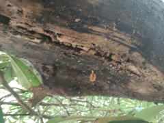 Pholiota subsulphurea