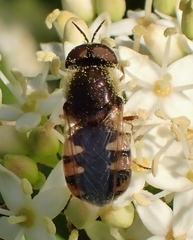 Odontomyia pubescens