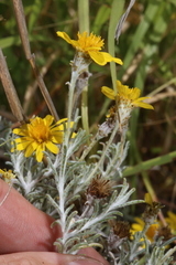 Thymophylla tephroleuca