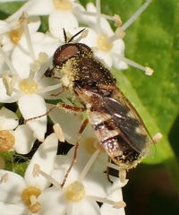 Odontomyia pubescens