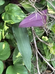 Tradescantia spathacea