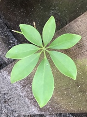Heptapleurum arboricola