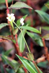 Persicaria dichotoma