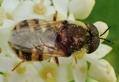 Odontomyia pubescens