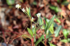 Persicaria dichotoma