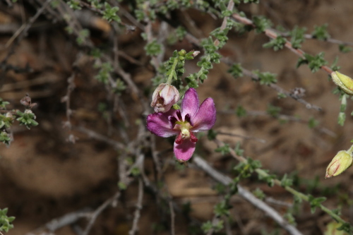 Manystem ratany (Krameria ramosissima)