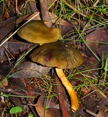 Cortinarius austrovenetus