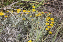 Thymophylla tephroleuca