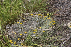 Thymophylla tephroleuca