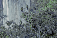 Rhynchopsitta terrisi