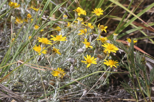 Image of Ashy dogweed by (c) Reid Hardin, some rights reserved (CC BY)