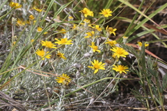 Thymophylla tephroleuca