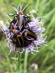 Nemognatha piazata