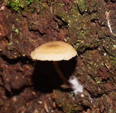 Entoloma rodwayi