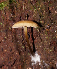 Entoloma rodwayi