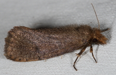 Acrolophus propinqua